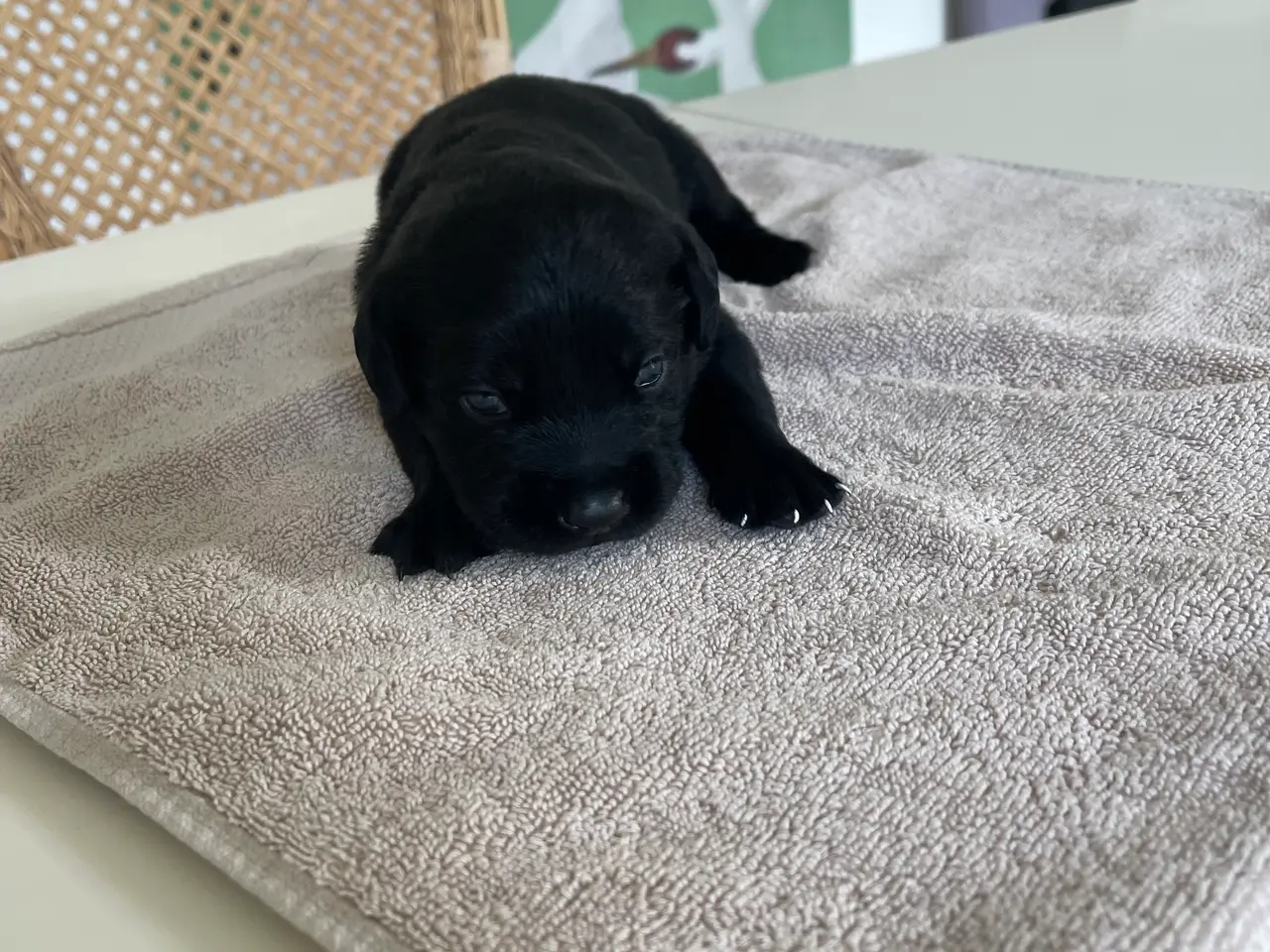 Billede 1 - Hundehvalpe til salg