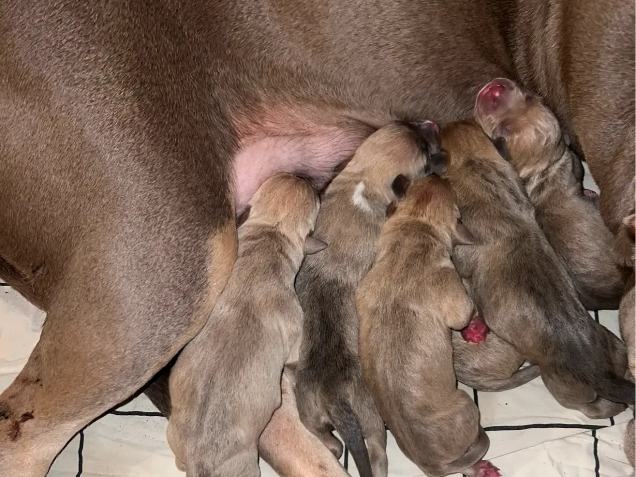 Billede 4 - American Bully XL