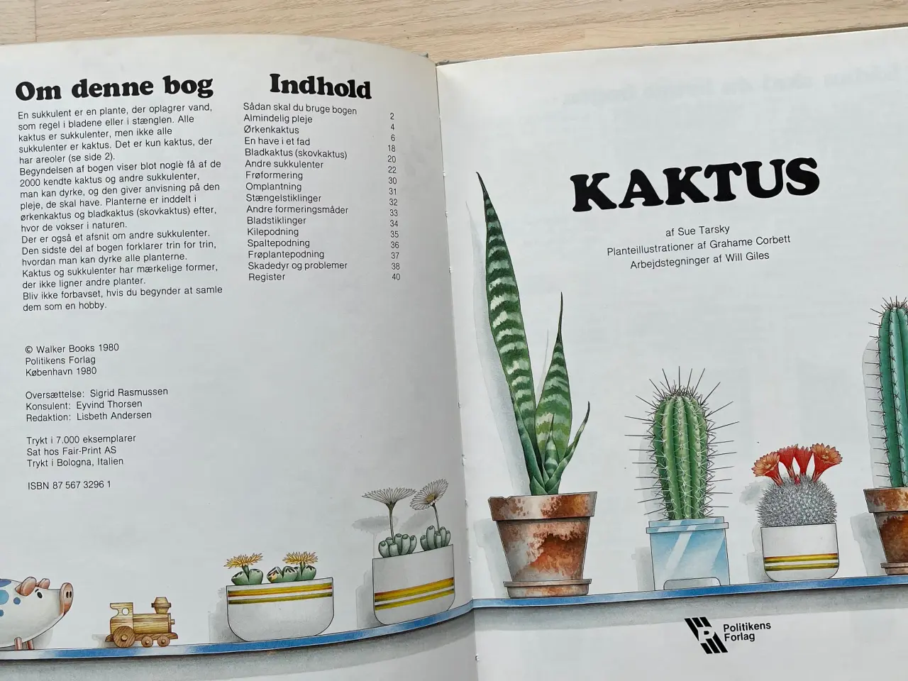 Billede 2 - Kaktus