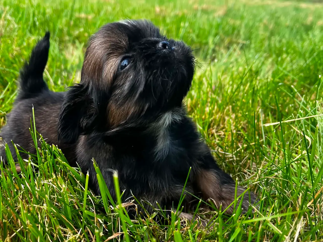 Billede 7 - Shih Tzu hvalpe