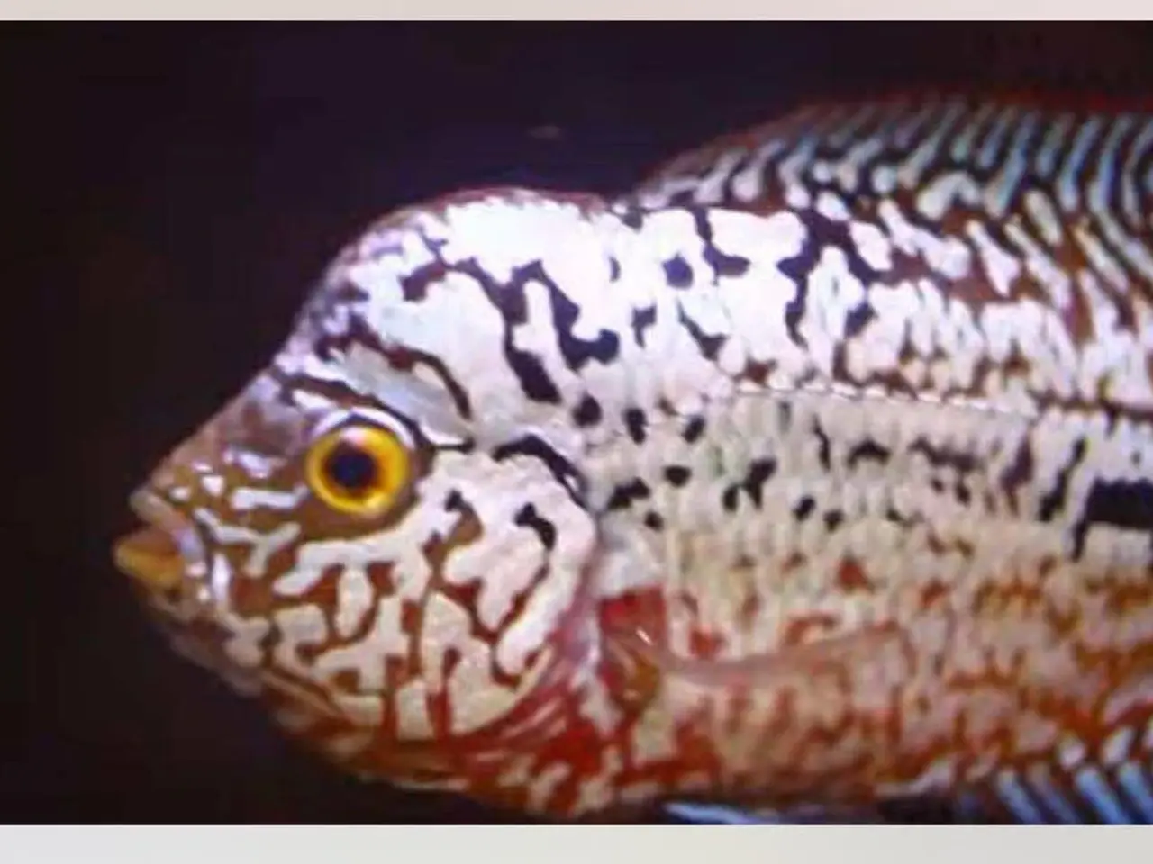 Billede 2 - Flowerhorn 