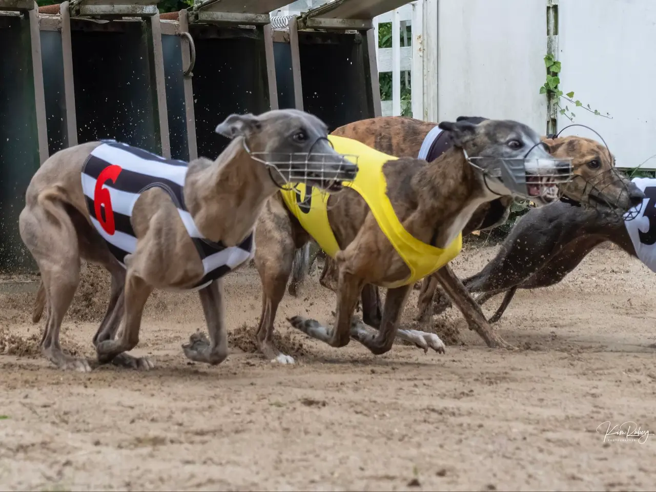 Billede 6 - Whippet-hvalpe forventes – væddeløbslinjer