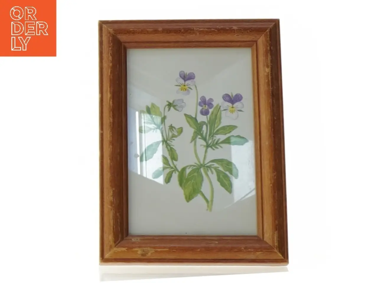 Billede 1 - Indrammet botanisk tryk (str. 19 x 14 cm)