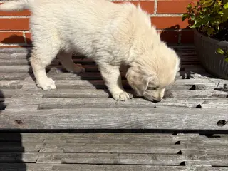 Golden retriever hundehvalpe, 7 uger gamle
