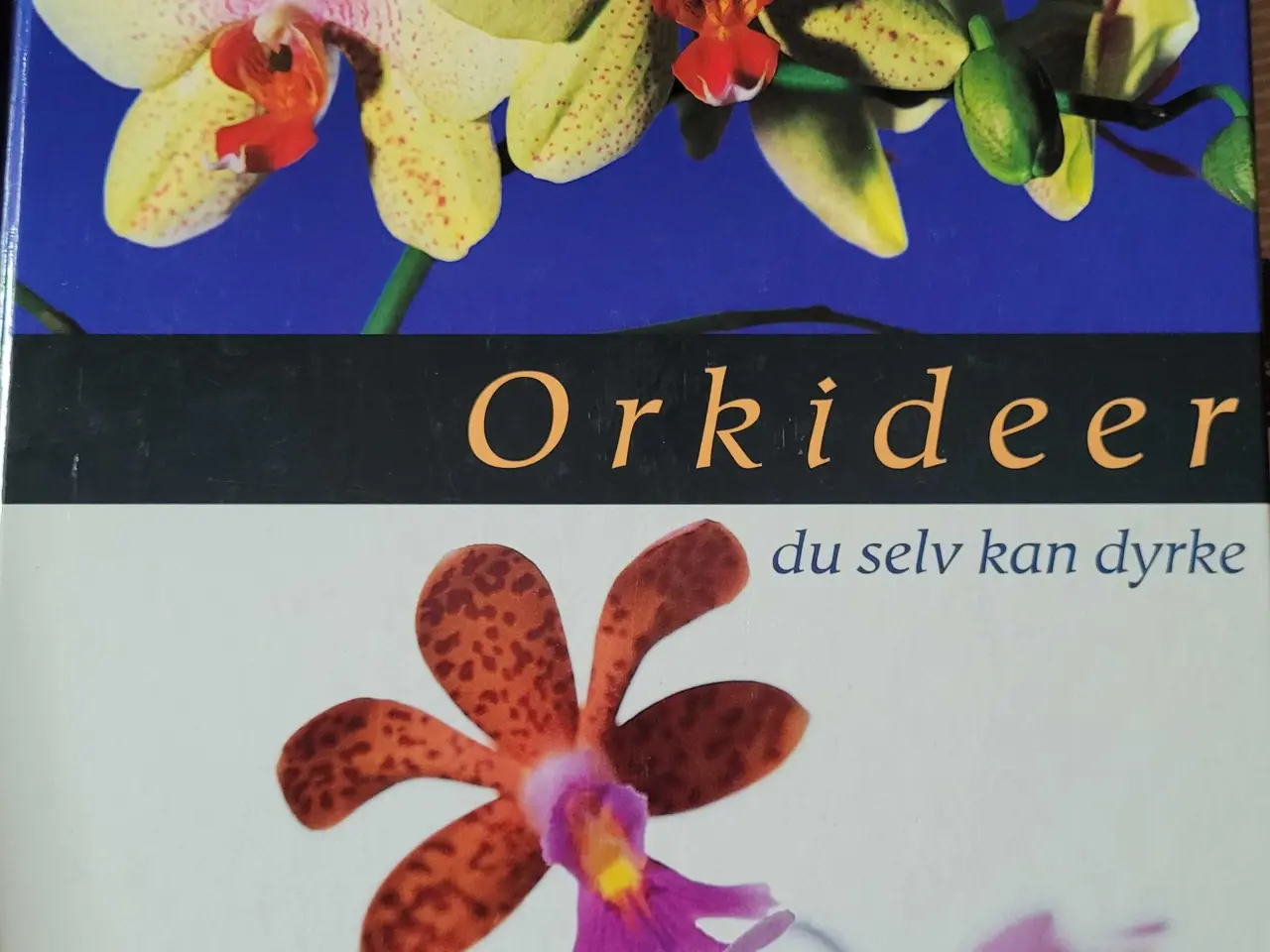 Billede 3 - Orkideer, alt godt fra Haven 