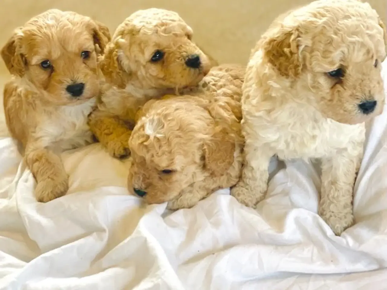 Billede 2 - Cavapoo hvalpe 