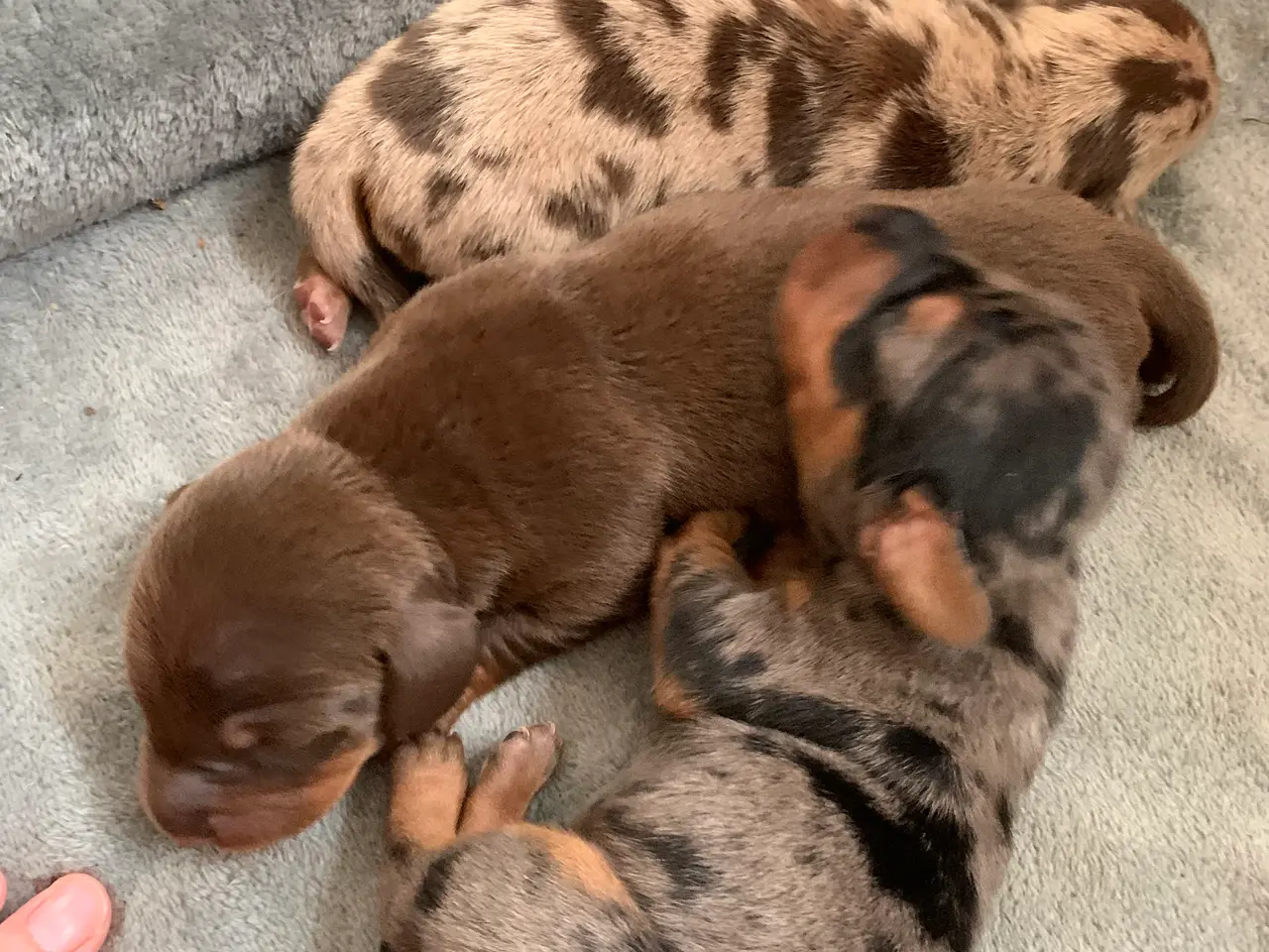 Billede 7 - 7 nuttede miniature dachshundhvalpe