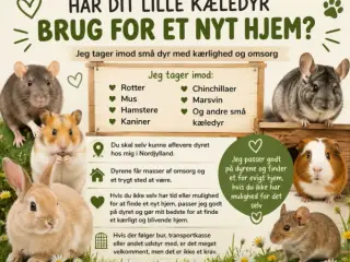 Søger dit dyr et nyt hjem