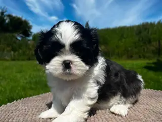 Shih Tzu hvalpe