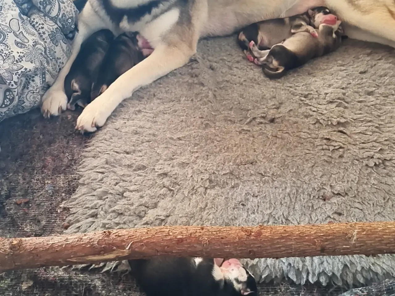 Billede 1 - Siberian Husky hvalpe søger hjem start september 