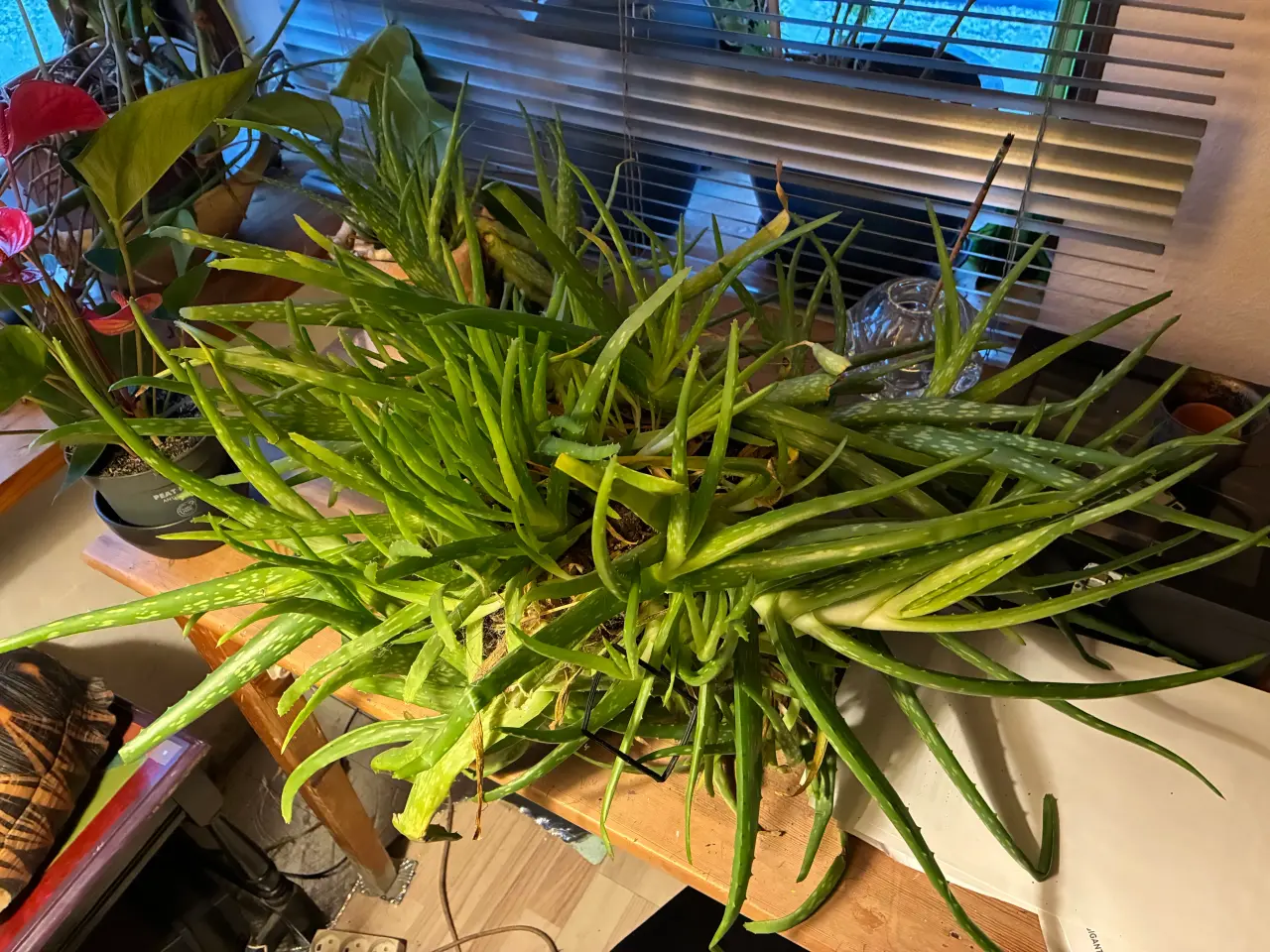 Billede 2 - Flot stor aloe vera
