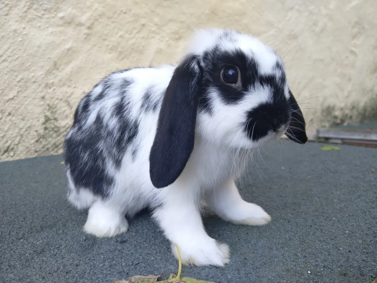 Billede 5 - 2 Mini Lop unger at vælge imellem