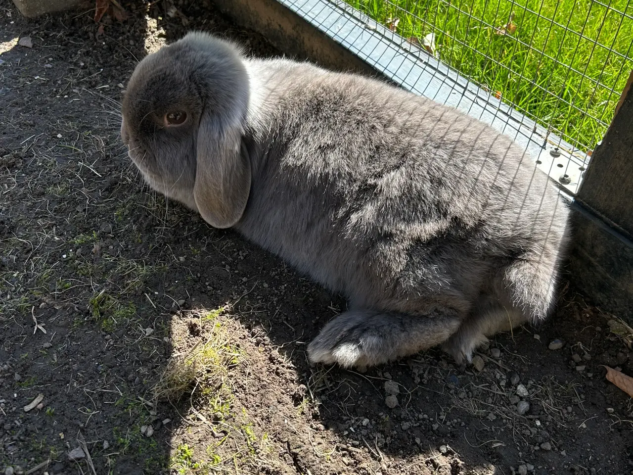 Billede 5 - 2 søde mini lop kaniner (søstre)