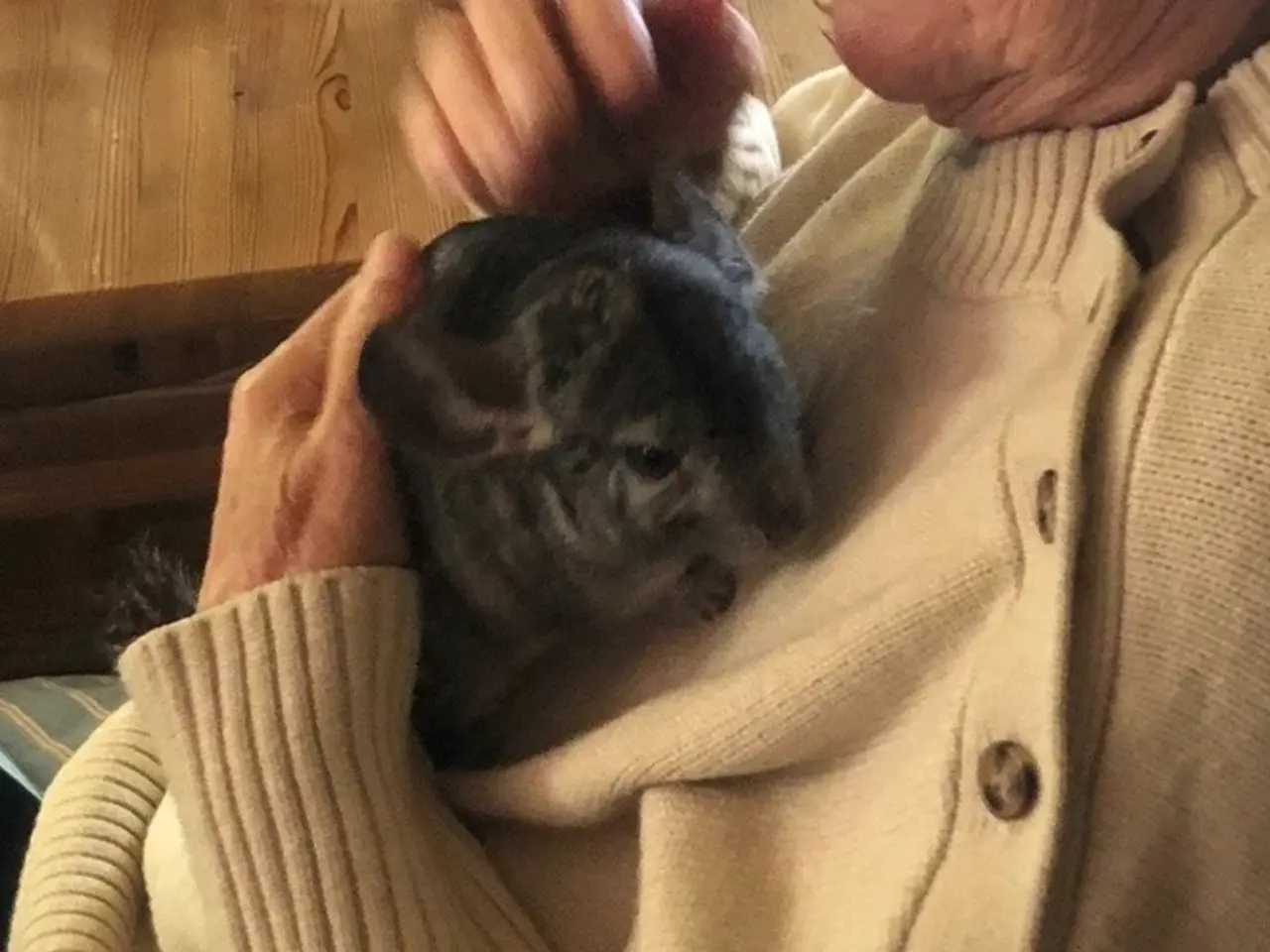 Billede 5 - Chinchilla søger nyt og blivende hjem