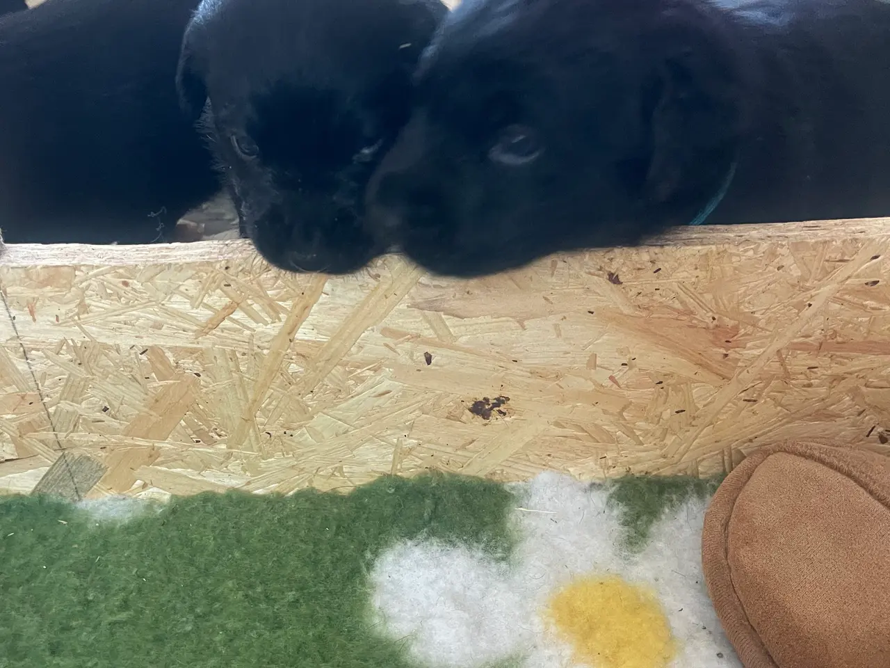 Billede 7 - Labradorhvalp sælges- en tæver tilbage