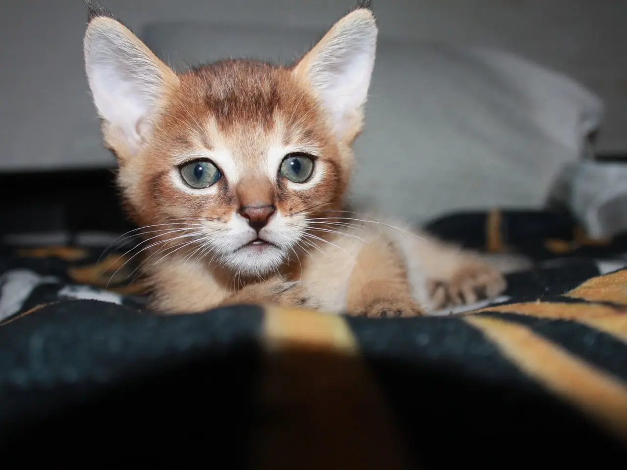 Billede 3 - Dreng – Stitch (Chausie F6)