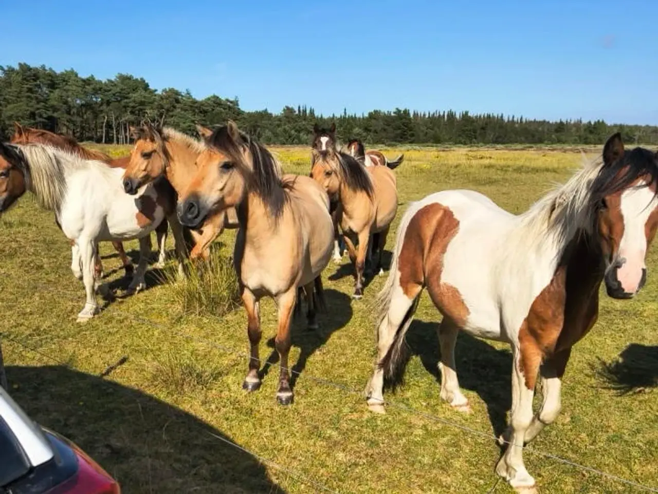 Billede 1 - 10 stk. 2 års hopper og vallakker, ca. 130-140 cm