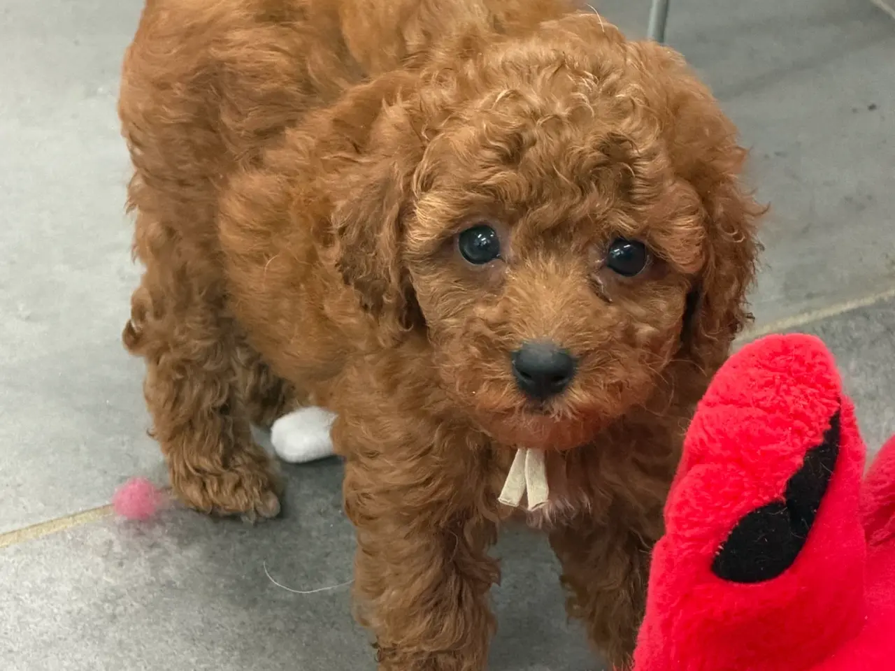 Billede 8 - 🐶☀️ Skønne Cavapoo-hvalpe søger deres kommende fa