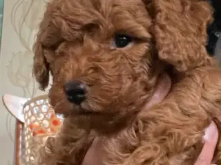Doxiepoo - tævehvalp - 3