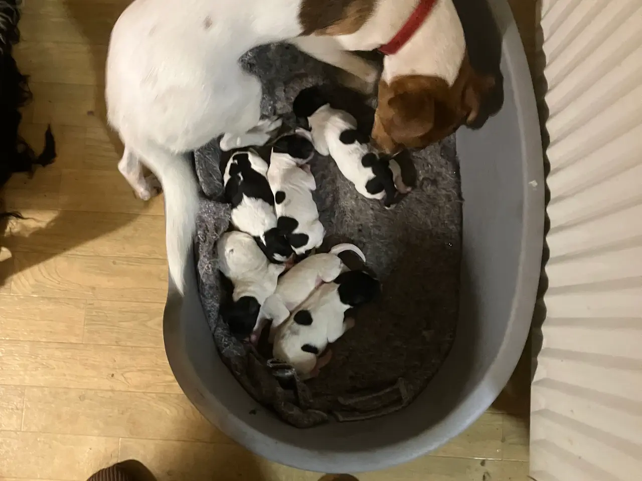 Billede 9 - Hunde Hvalpe sælges