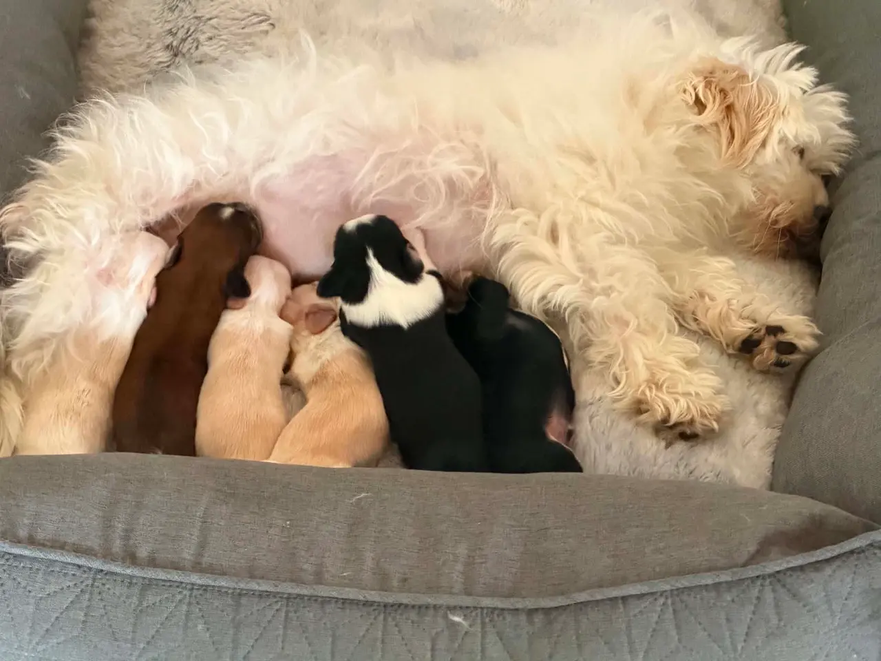 Billede 1 - Bichon Havanese