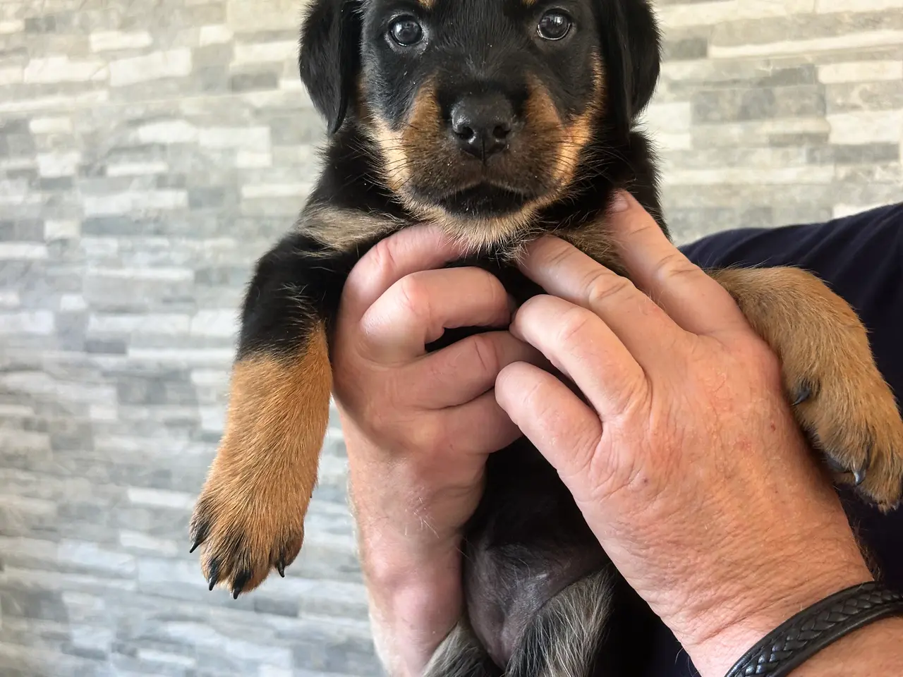 Billede 4 - Rottweiler hvalpe til salg