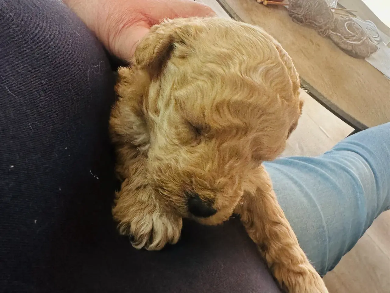 Billede 6 - Servicehund - Mød den fantastiske shapendoodle - 