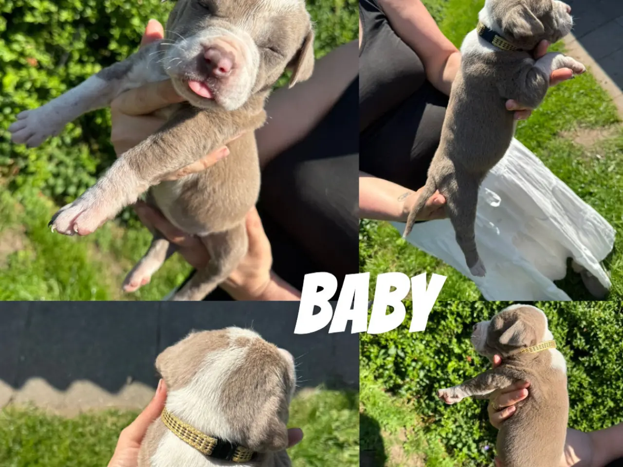 Billede 3 - American Bully XL