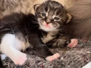 Maine Coon killing 