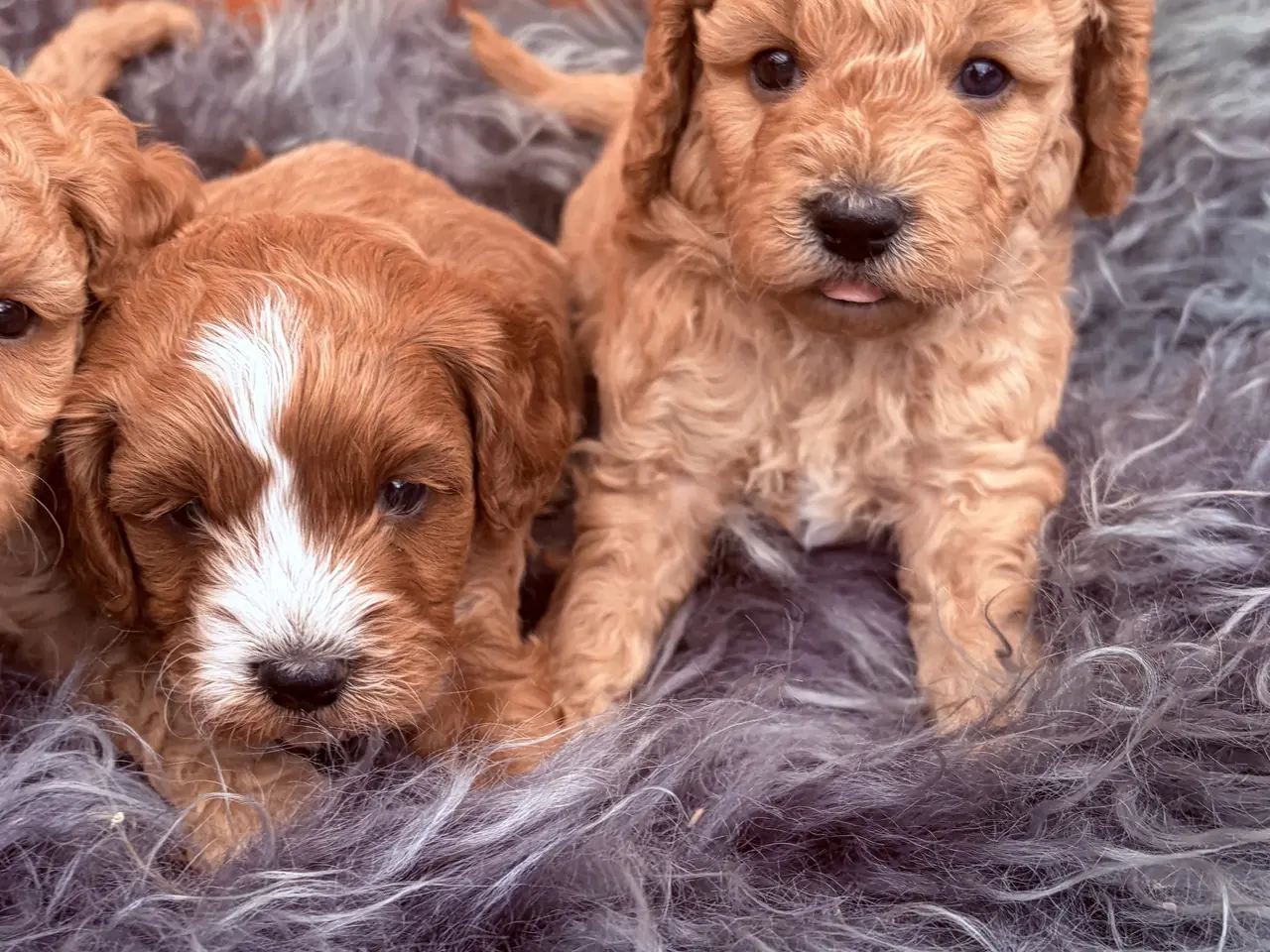 Billede 15 - 3 smukke Cavapoo drenge