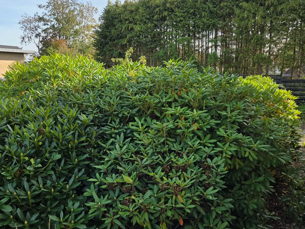 Billede 3 - Rododendron til gratis afhentning