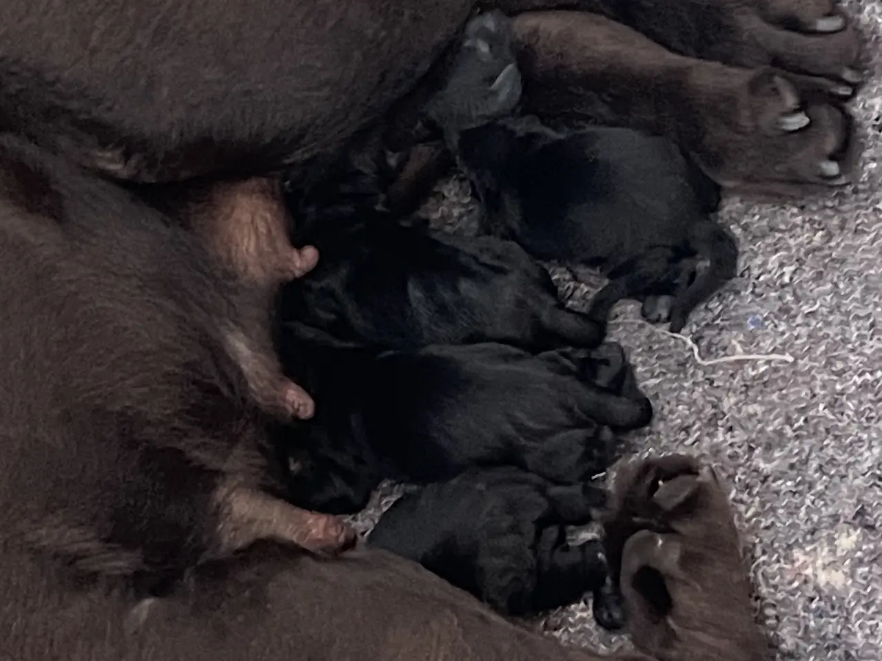 Billede 7 - Labrador hvalpe