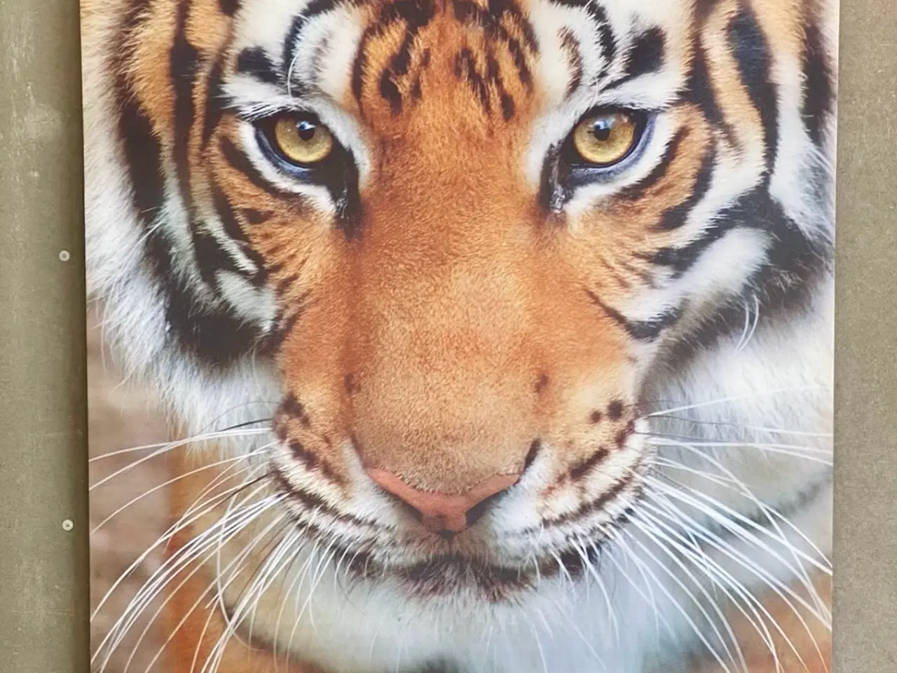 Billede 1 - 🐯 Tiger lærredsbillede – moderne & iøjnefaldende!