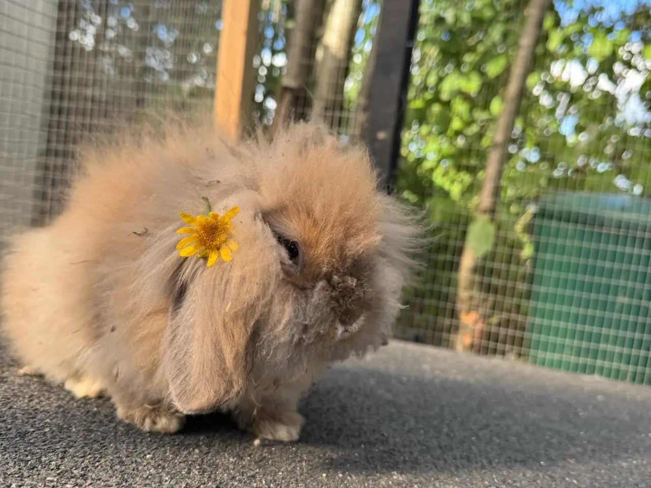 Billede 2 - Lion lop kanin