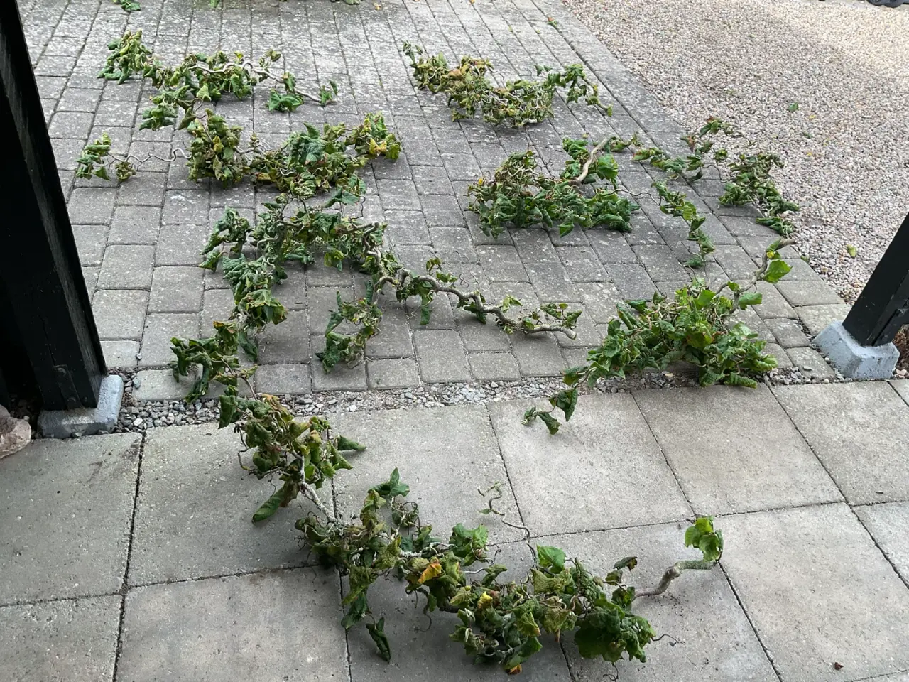 Billede 2 - Trolde grene