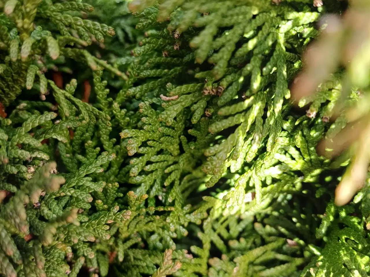 Billede 5 - Stor flot Thuja