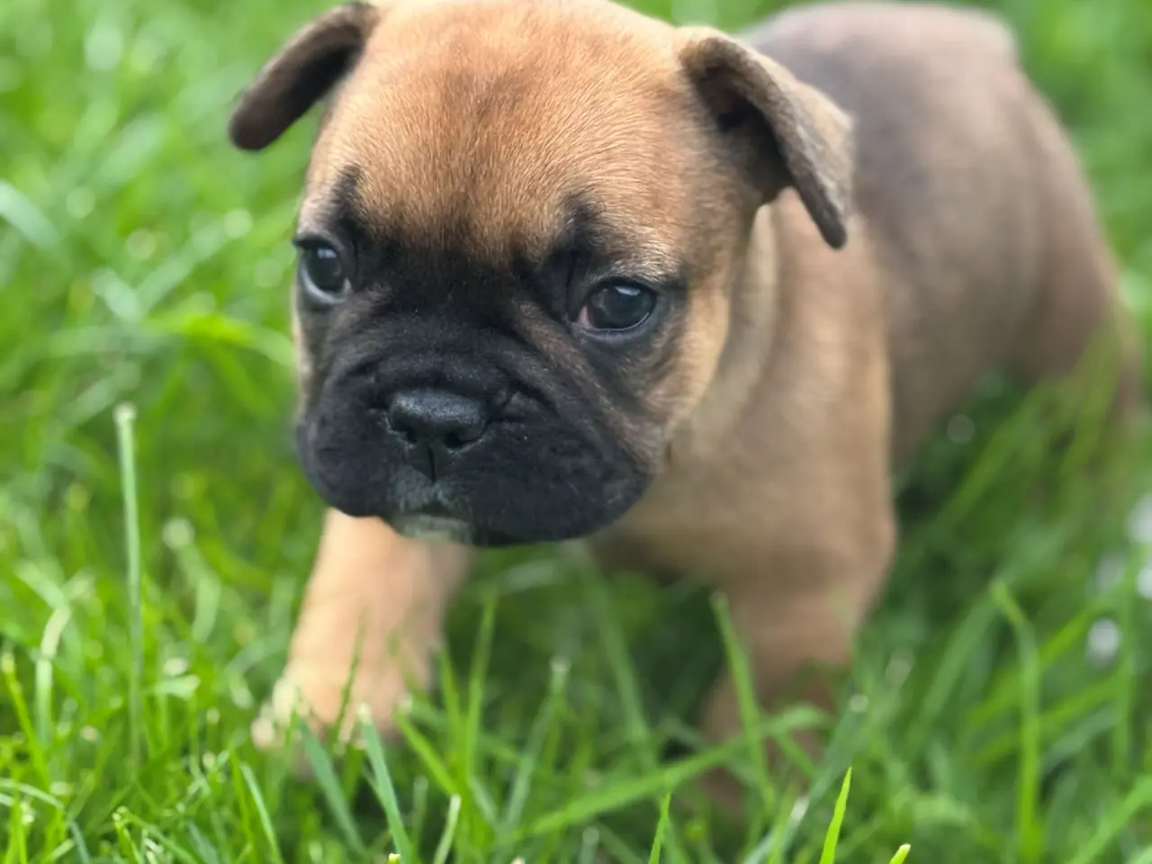 Billede 6 - Fransk Bulldog-hvalp søger hjem