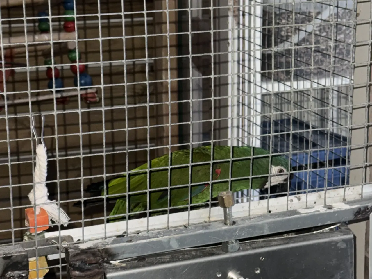 Billede 2 - Severe ara Macaw (Ara severa)