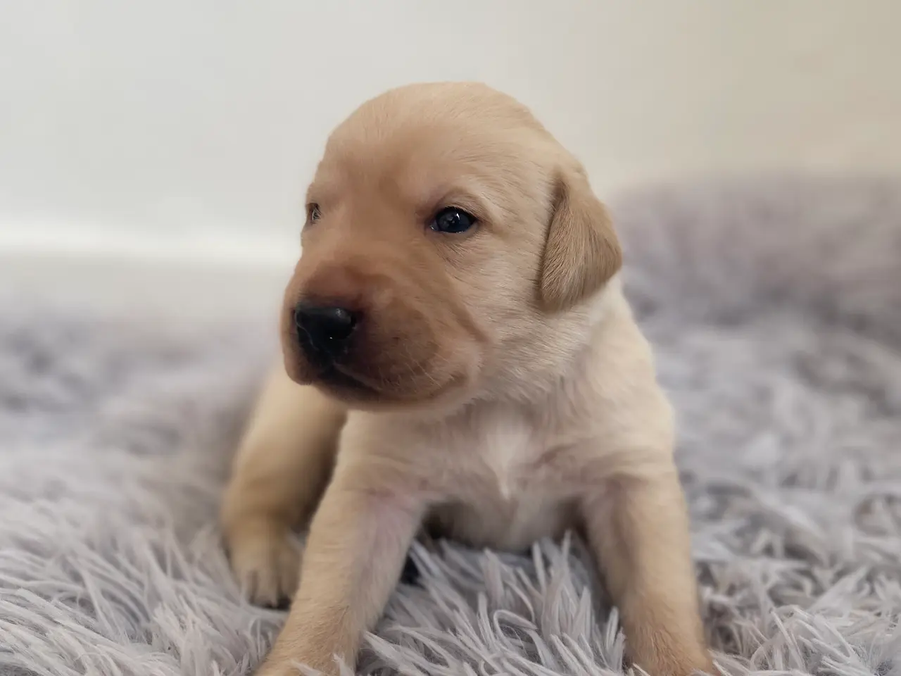 Billede 6 - Labrador hvalpe 