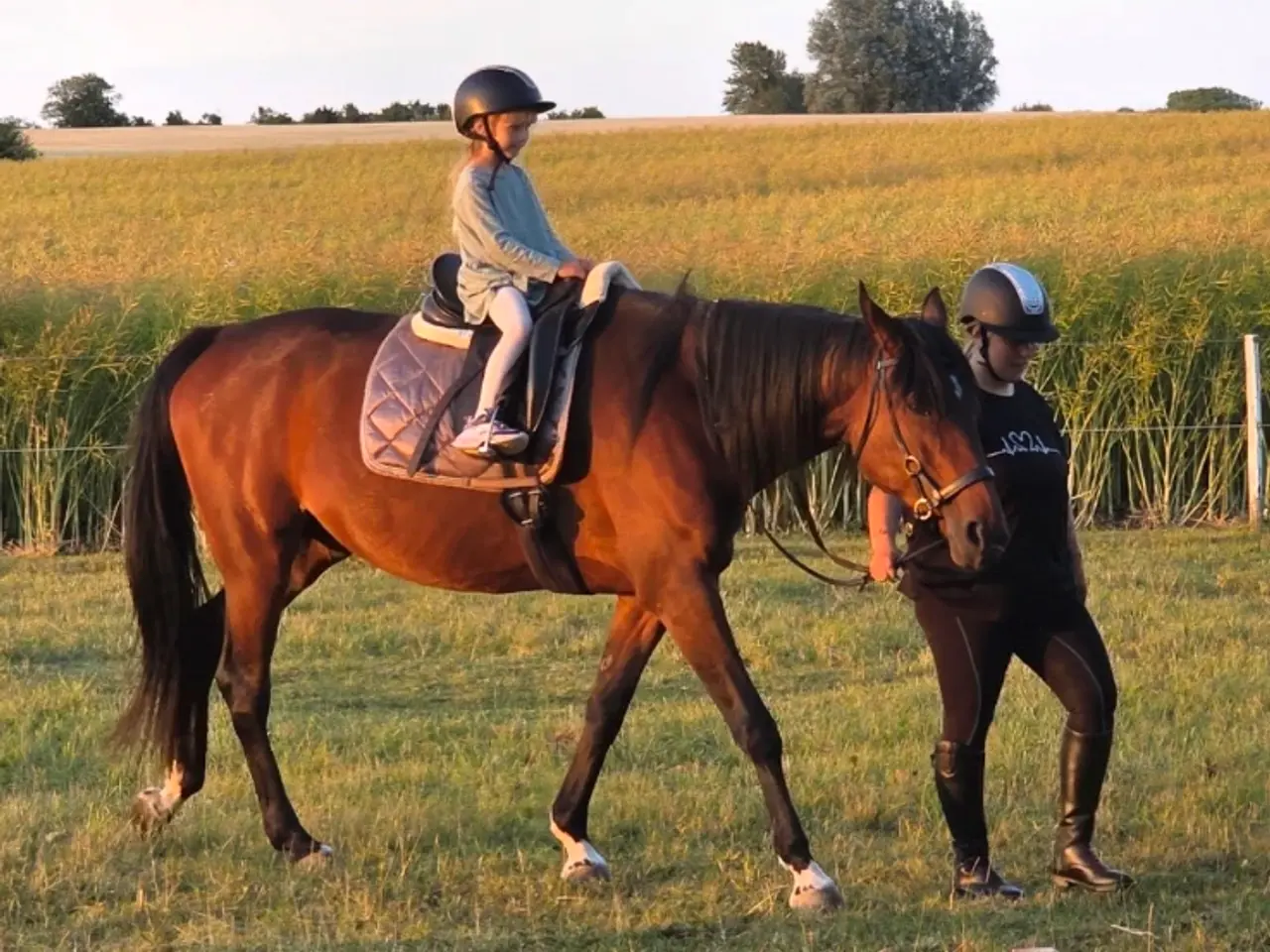 Billede 8 - Indy chancehest