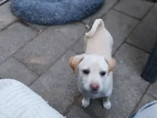Mops/Dansk svensk gårdhund blanding - 4