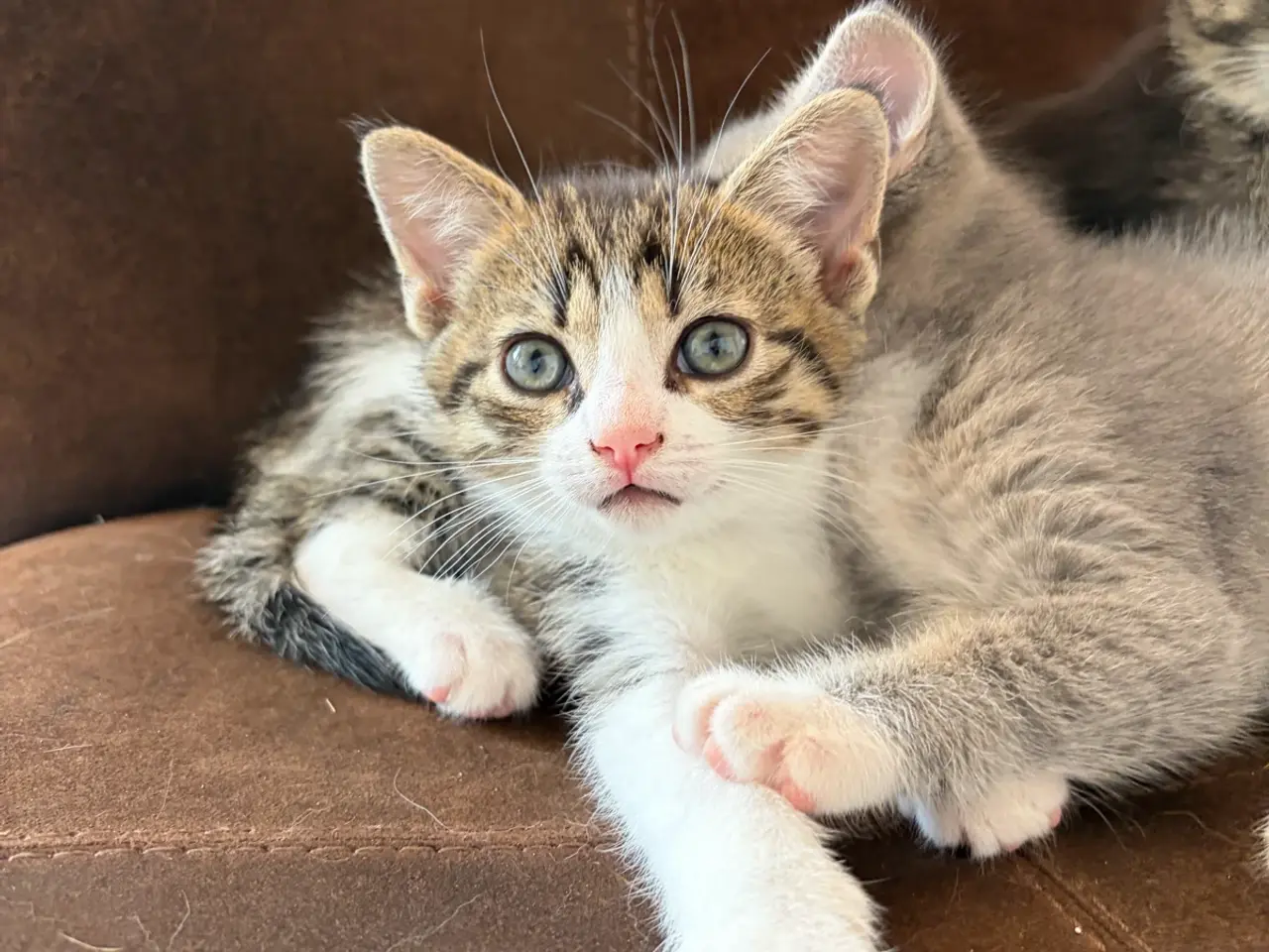 Billede 1 - Halv British Shorthair