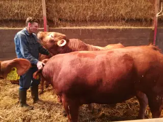 Polled Limousine tyr