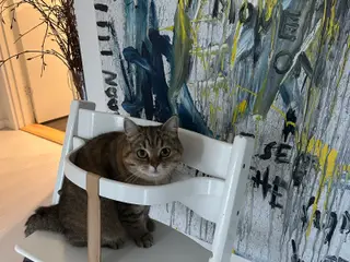 Sød og lækker halv brittish shorthair/halv huskat
