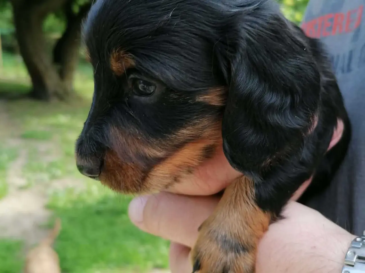 Billede 4 - Langhåret dværg gravhund dreng