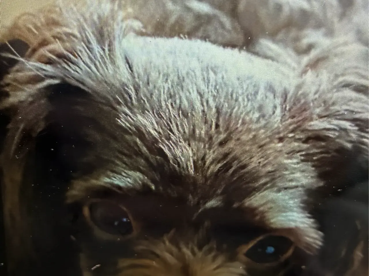 Billede 1 - 4 kilo shihpoo toy Pudel/Shih tzu