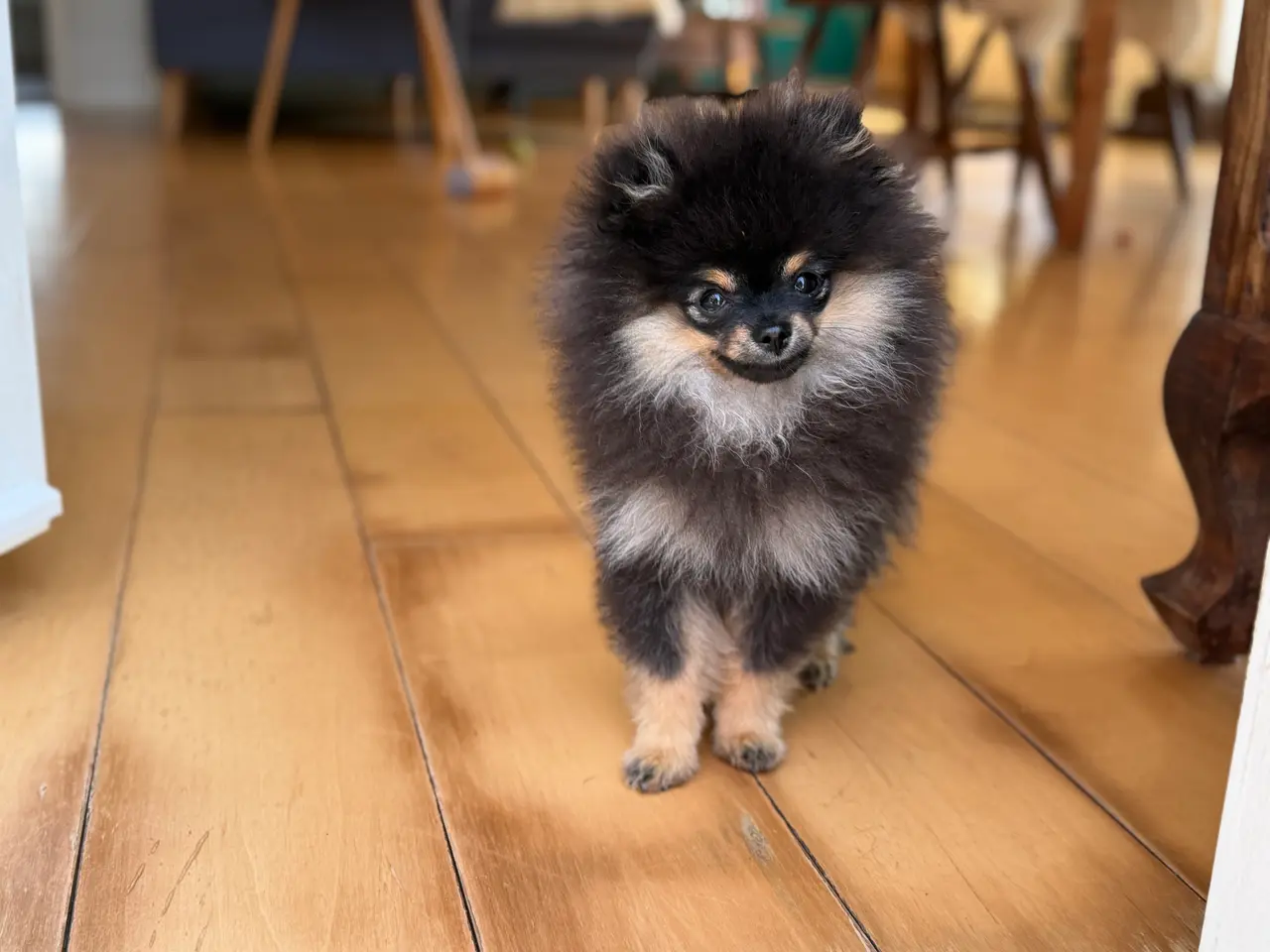 Billede 5 - Skønneste lille Pomeranian han