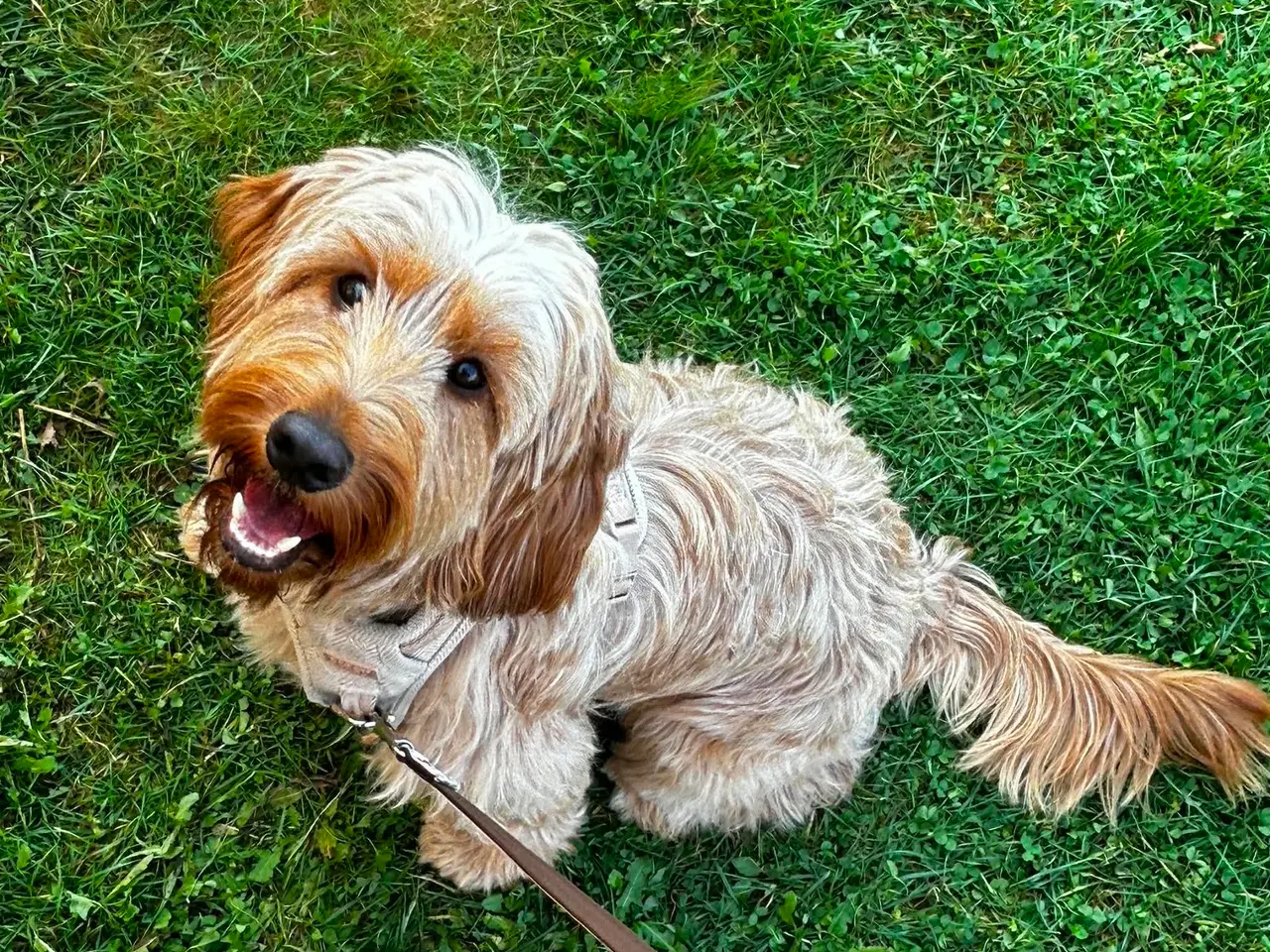 Billede 12 - Cockapoo/cockerpoo hvalpe fra stueopdræt ❤️
