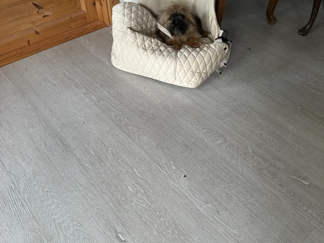 Billede 2 - Lille teacup tæve