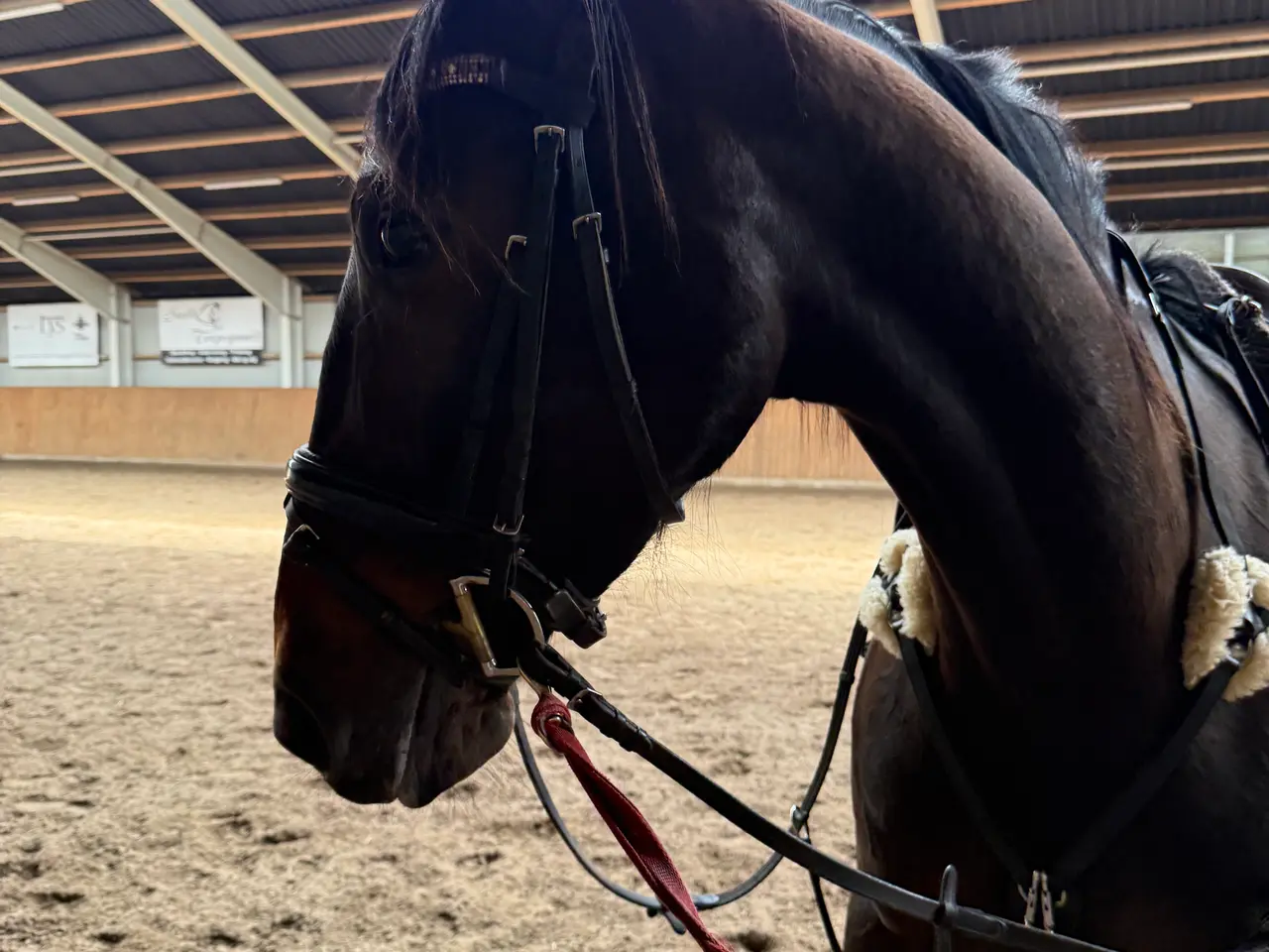 Billede 3 - Super allround hest